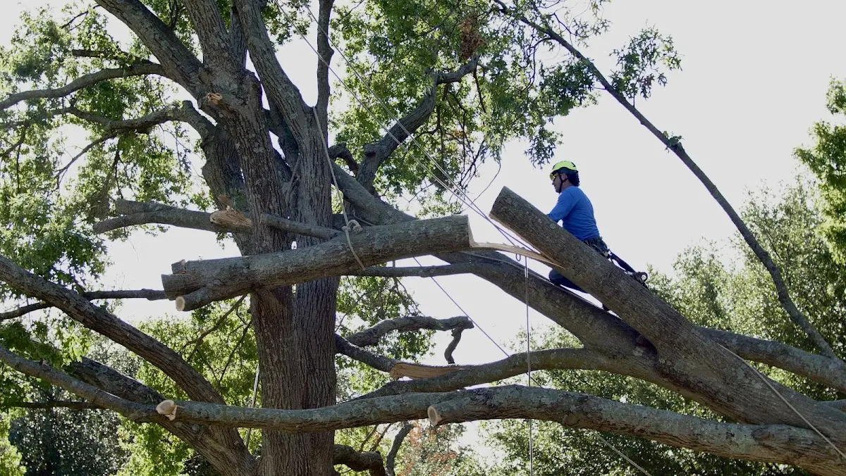 Professional Crown Thinning performed by certified arborists in Chapin