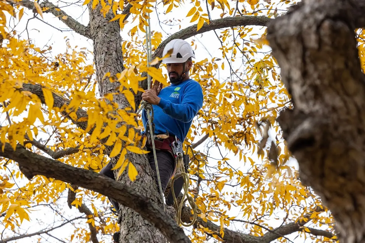 Skilled Tree Trimming crew working in Chapin